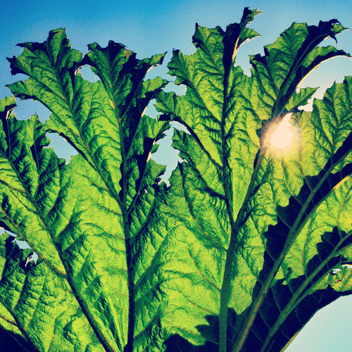 GUNNERA
