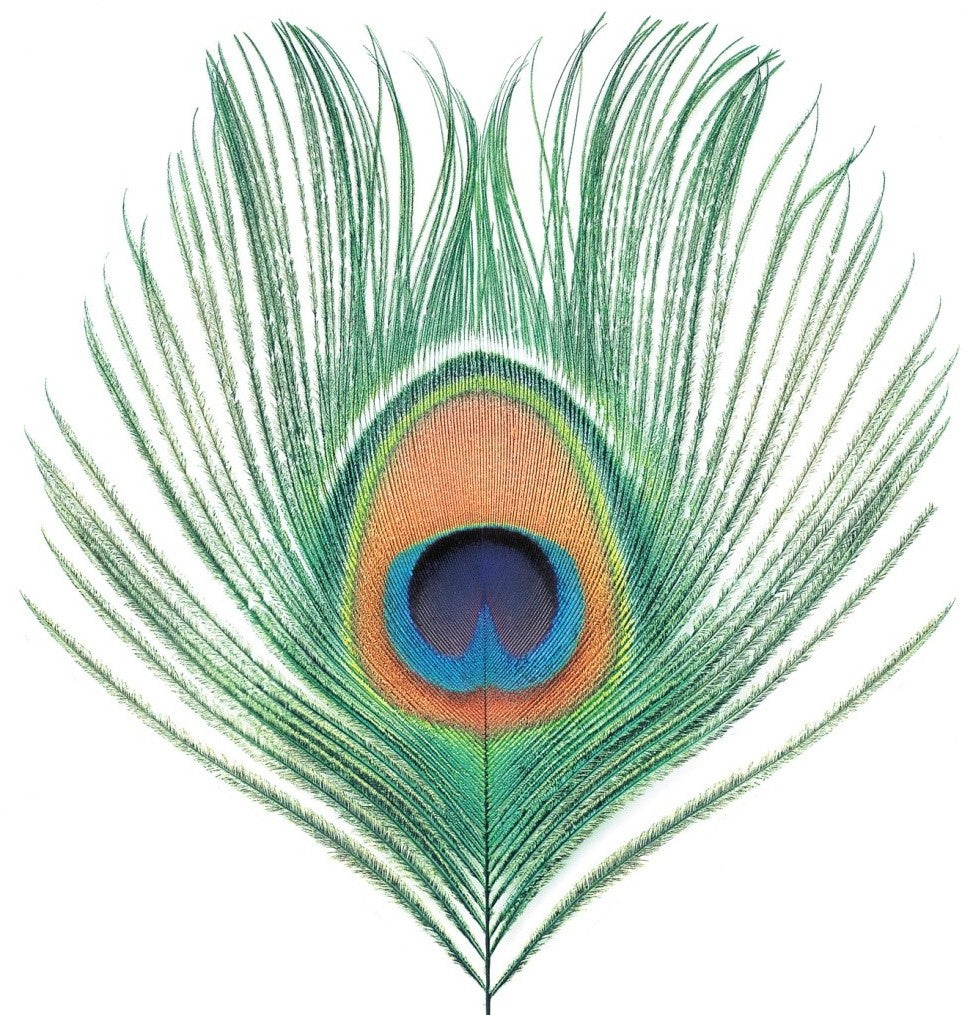 Apple Venus Volume One