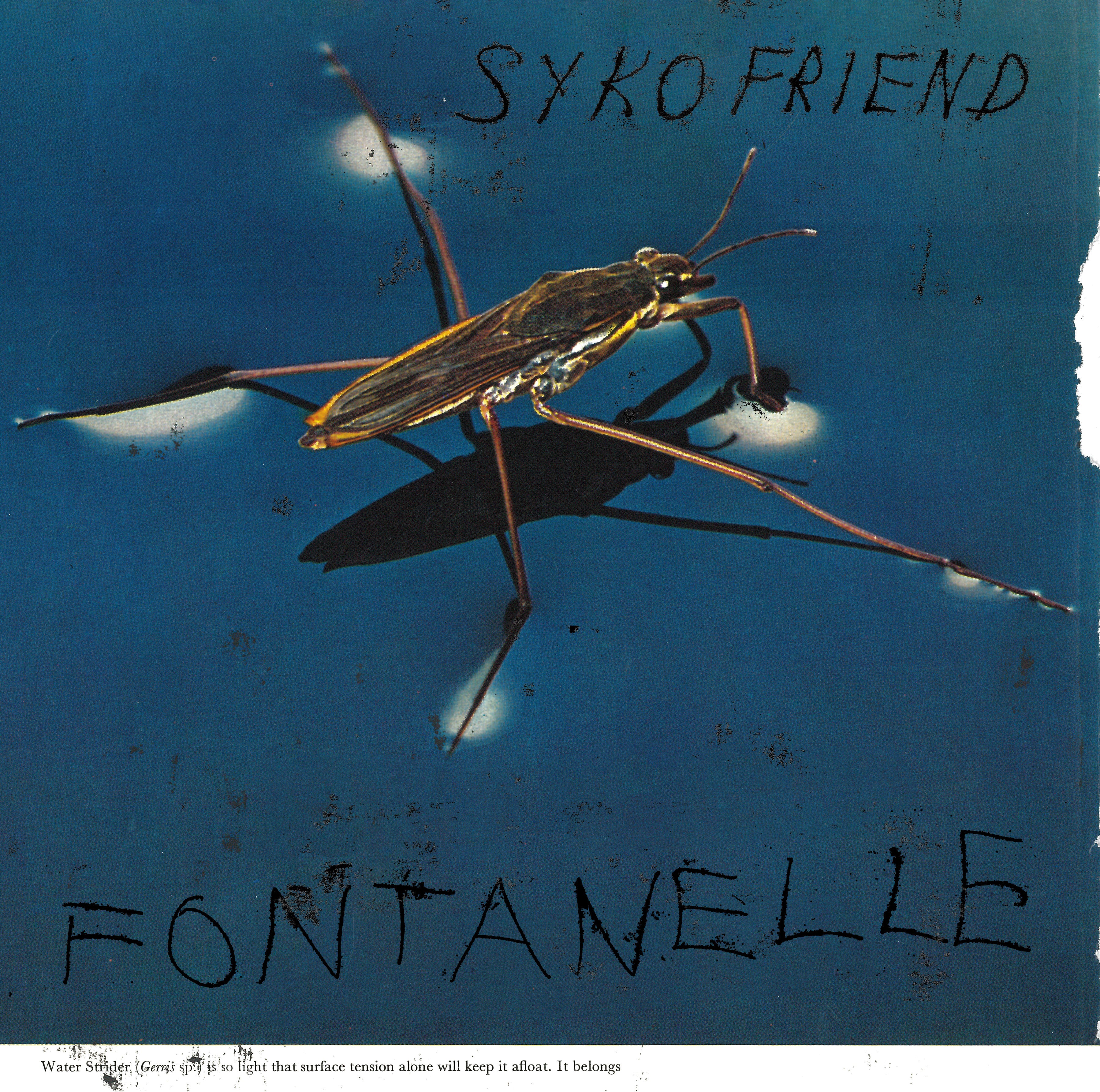Fontanelle