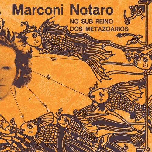 NO SUB REINO DOS METAZOARIOS