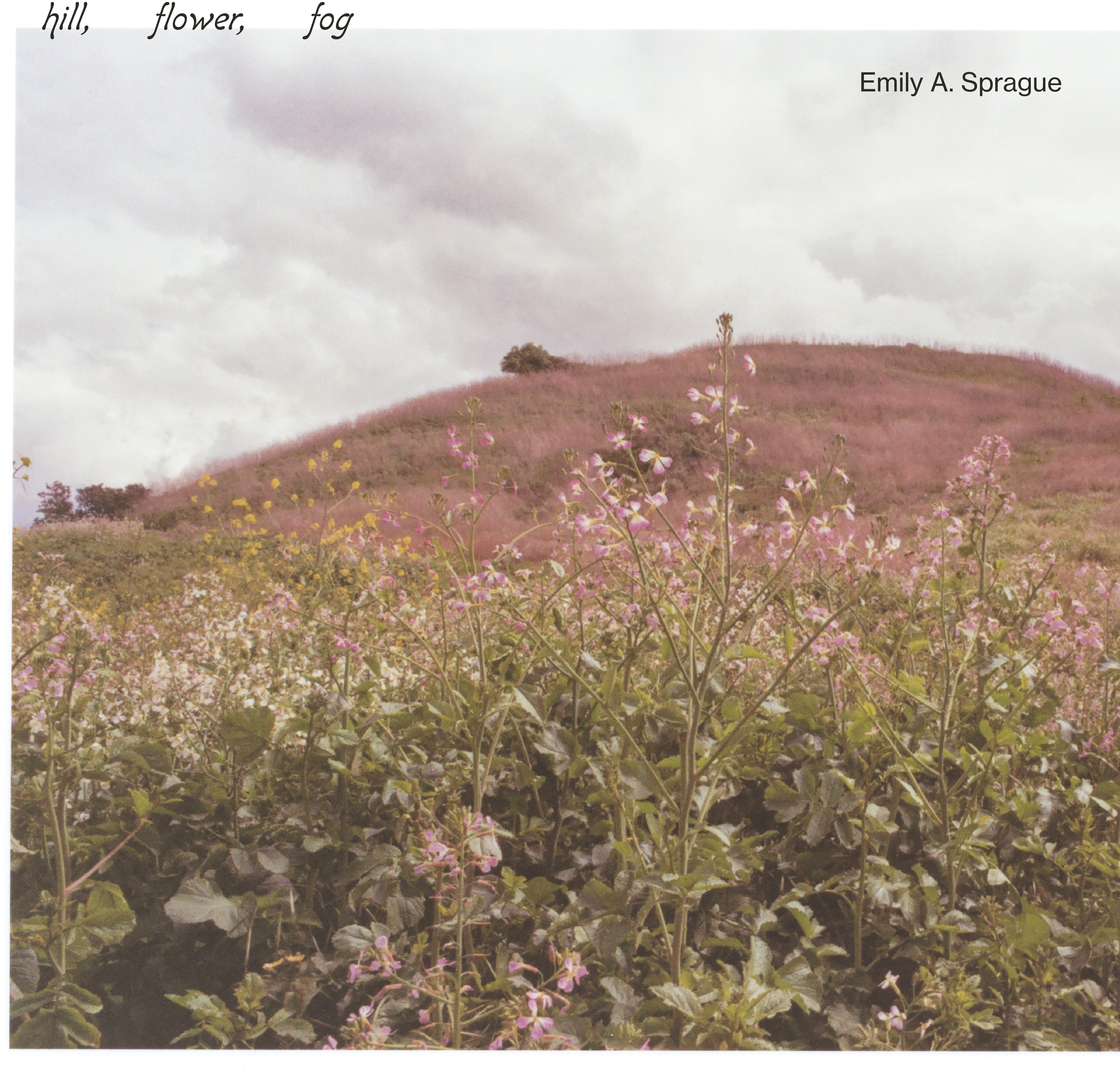 Hill, Flower, Fog - Foggy White