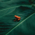 Ingredient