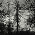 Feral Earth