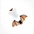 Echolocation - Gray