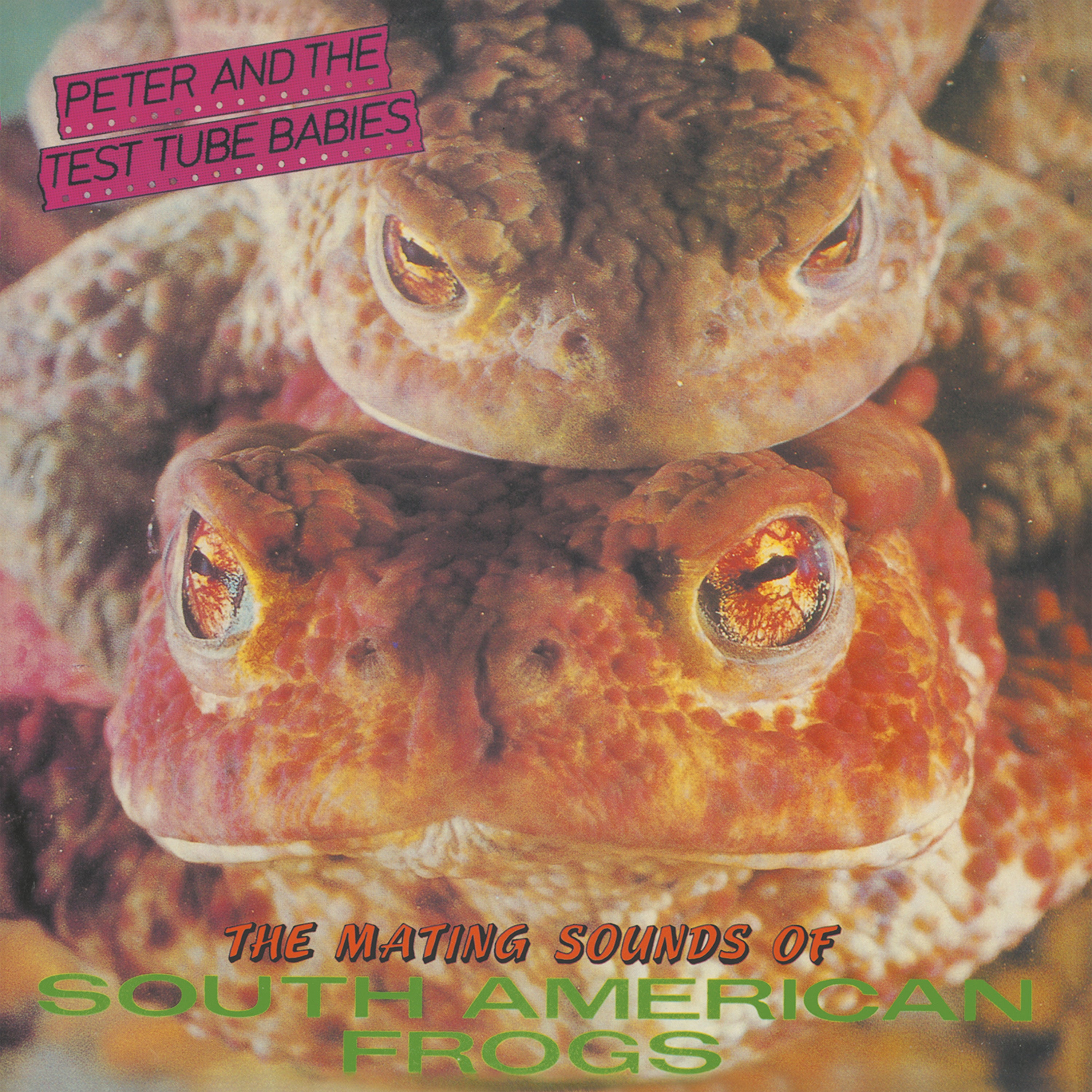 Mating Sounds Of South American Frogs