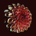 UNFOLDING