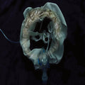 Initiatrix