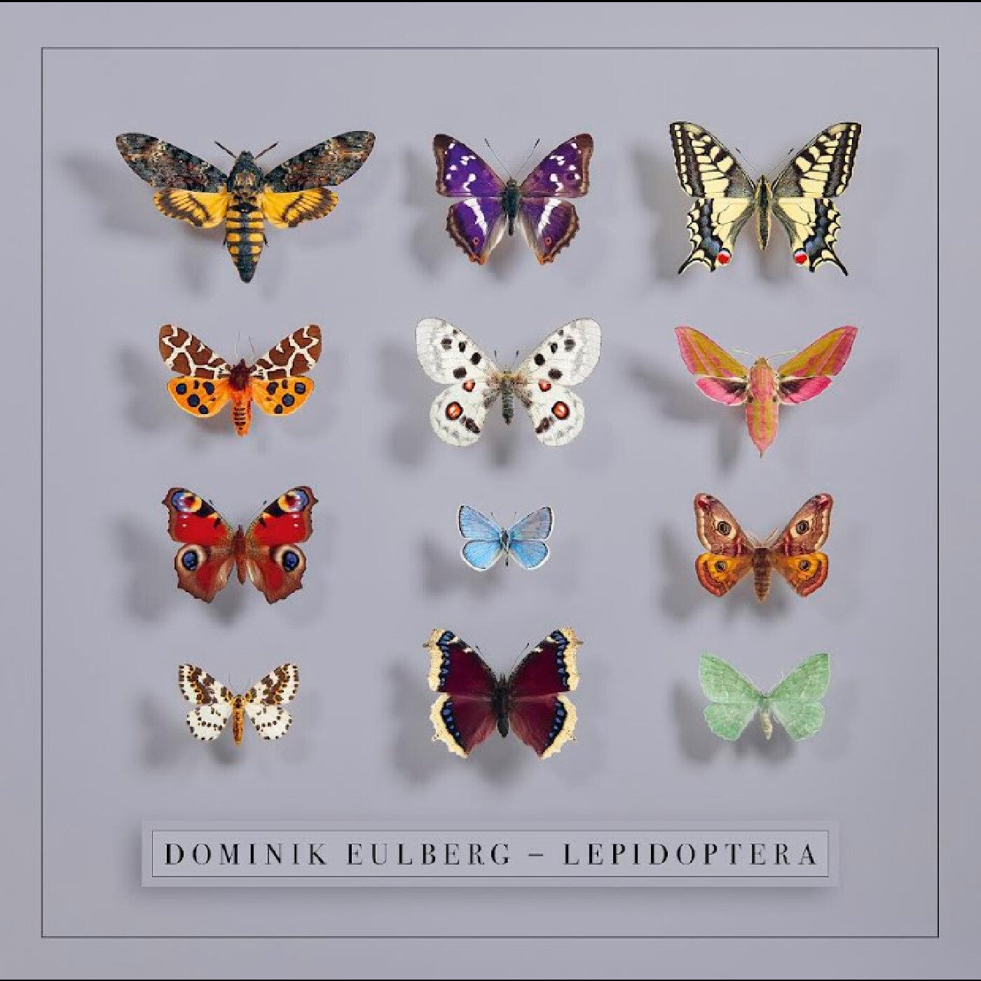 Lepidoptera