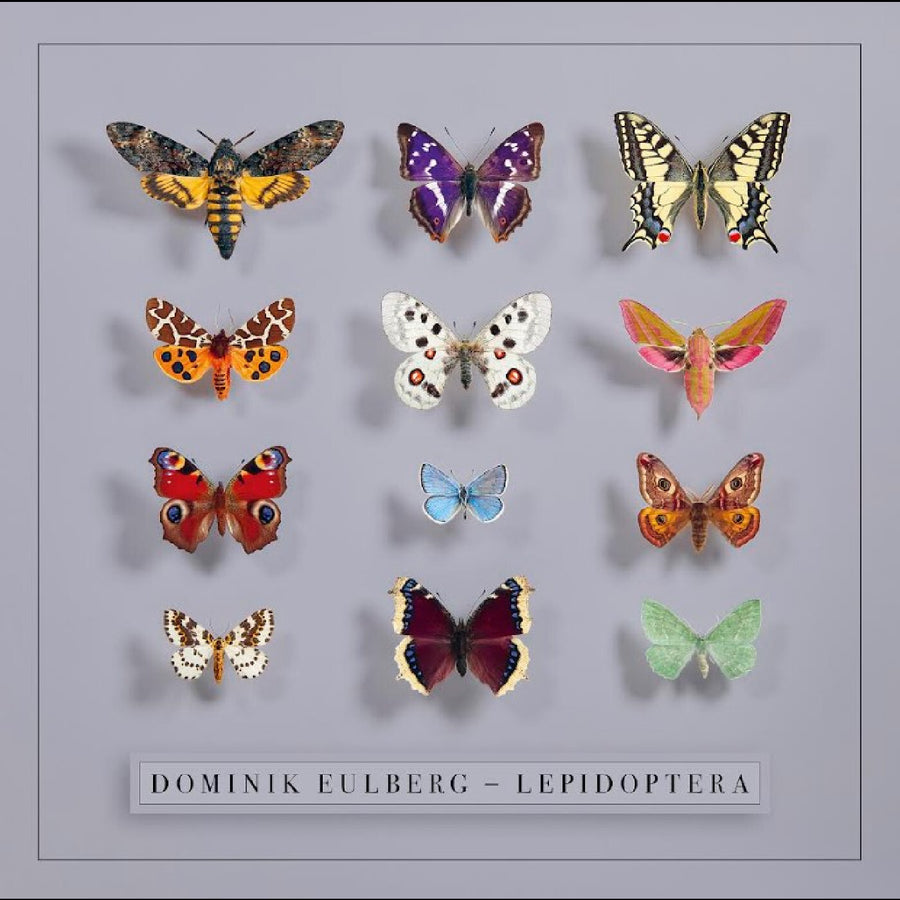 Lepidoptera