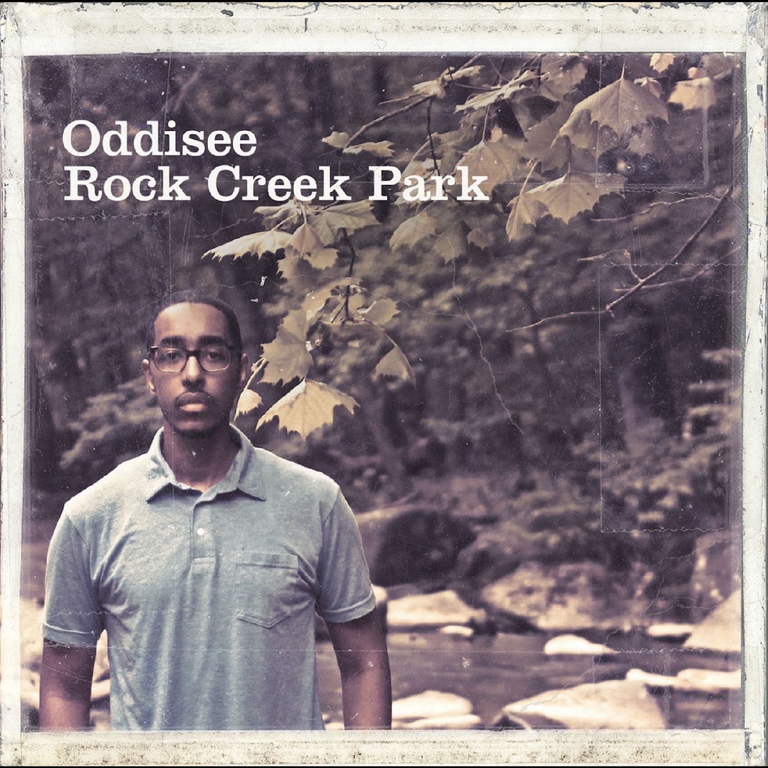 Rock Creek Park - Gold Forest