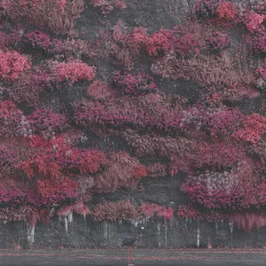 Even In Arcadia - Limited Milky Colored Vinyl