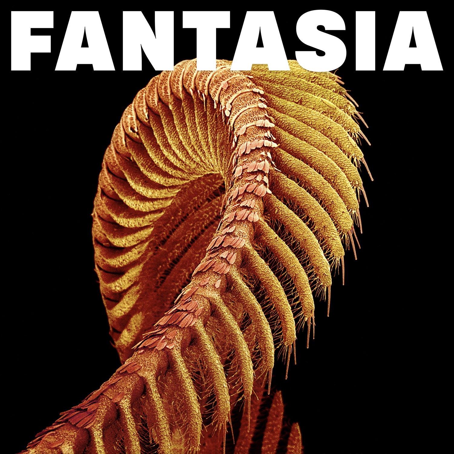 Fantasia - Yellow