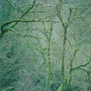 Dust & Chimes