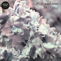 POP AMBIENT 2017