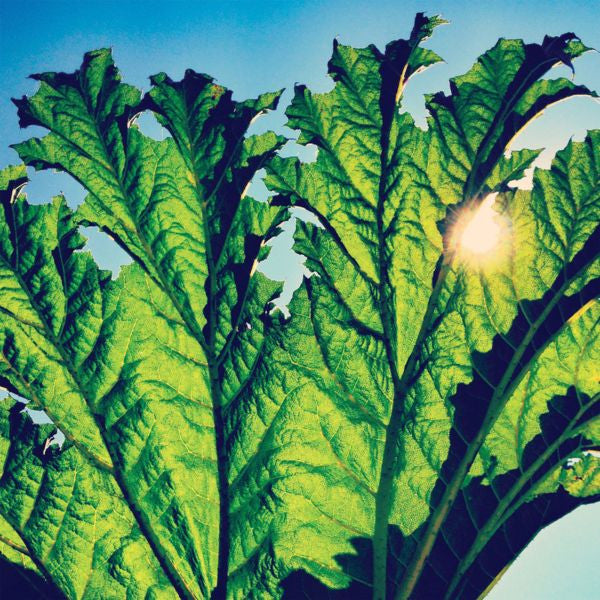 Gunnera