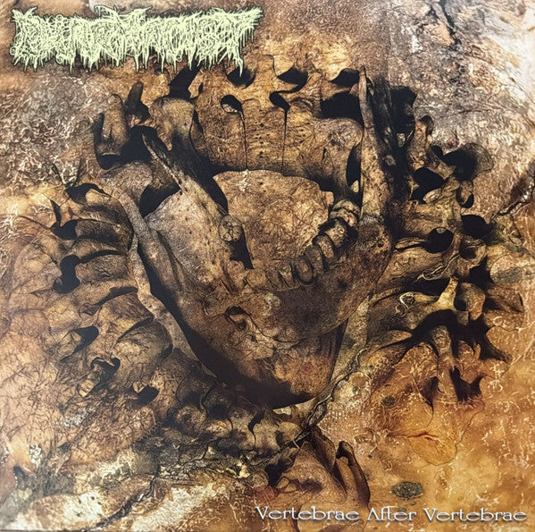 VERTEBRAE AFTER VERTEBRAE