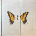 Brand New Eyes